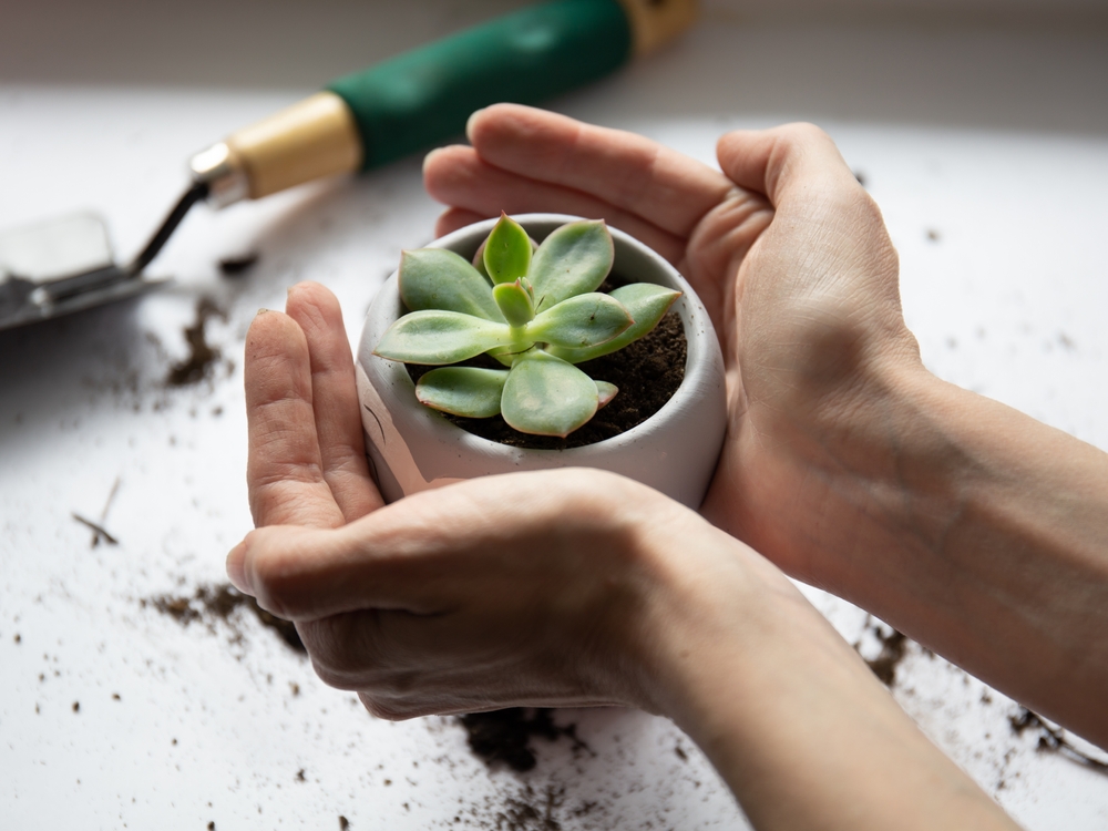 plants in the bathroom