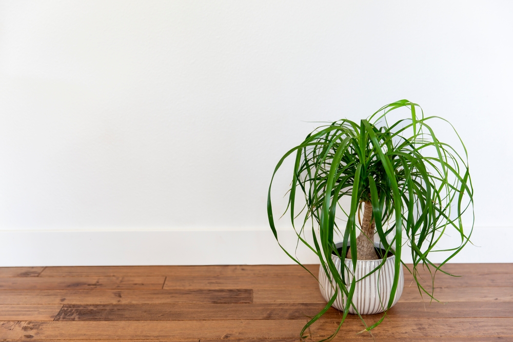 plants in the bathroom