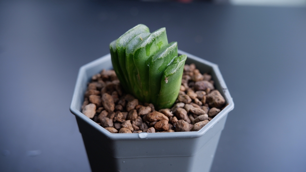 plants in the bathroom