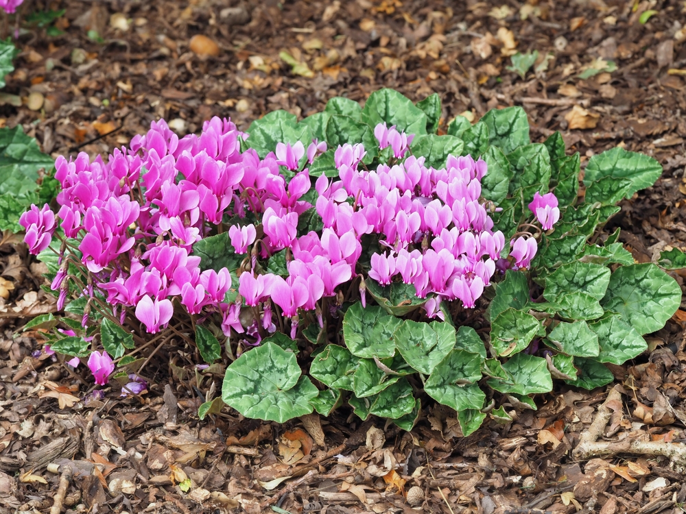 shade-loving plant