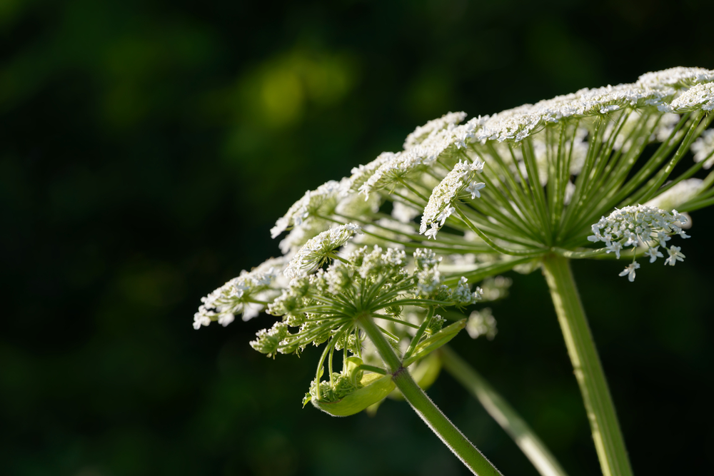 poisonous plants