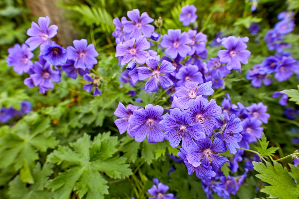 shade-loving plant