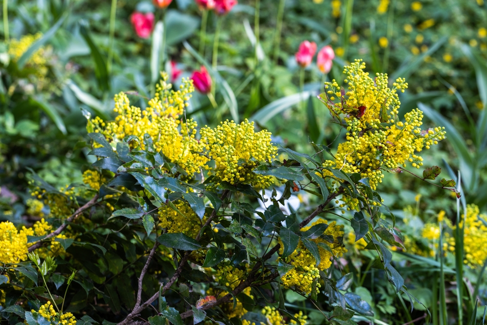 flowering shrub