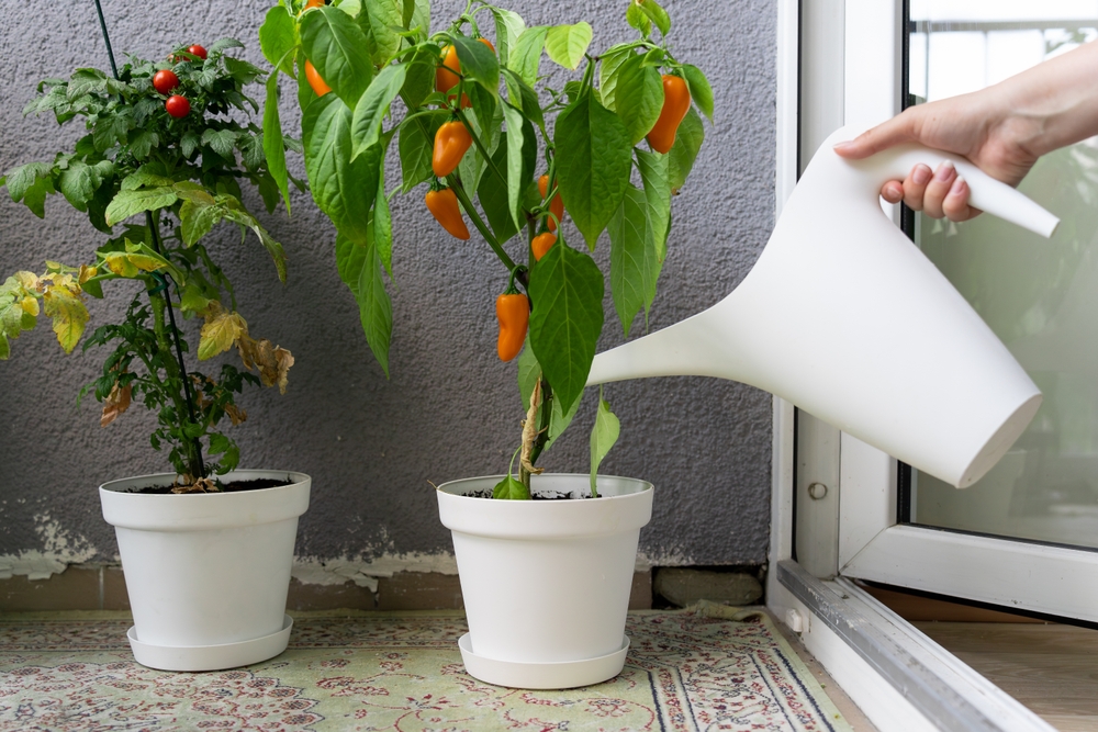 vegetables for your indoor garden