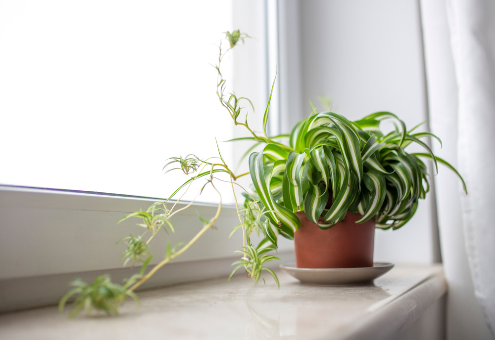 low-light bathroom plant