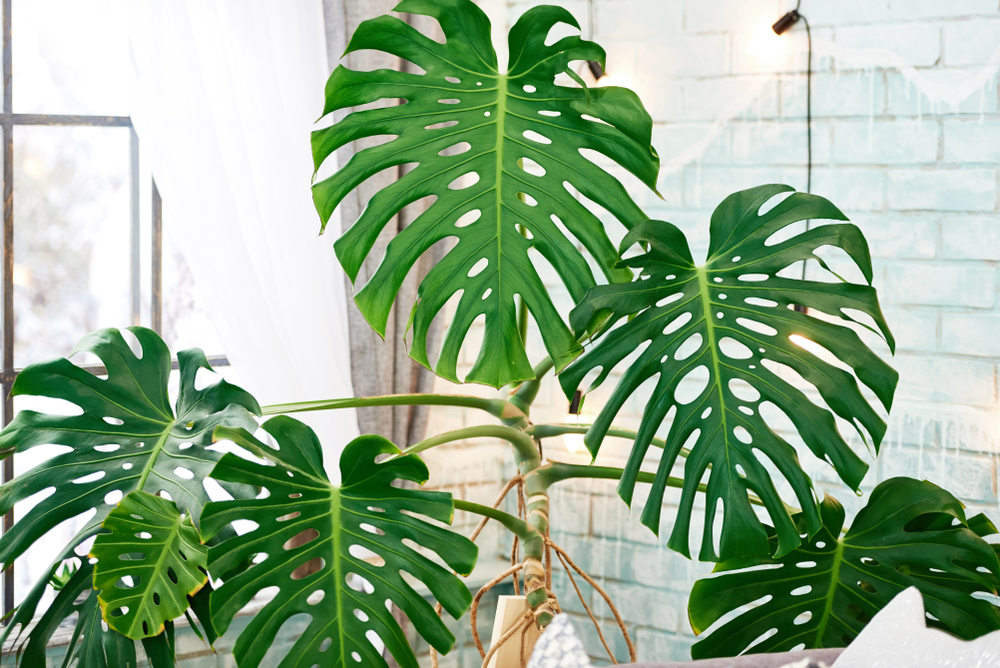 low-light bathroom plant, easiest indoor plants to grow