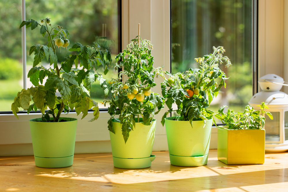 vegetables for your indoor garden