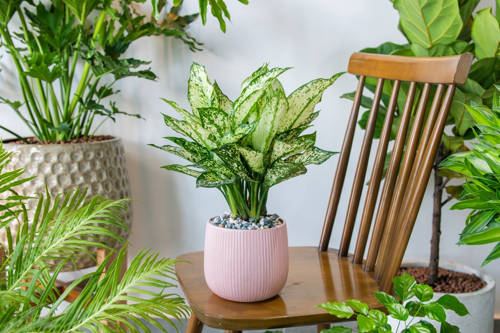 low-light bathroom plant