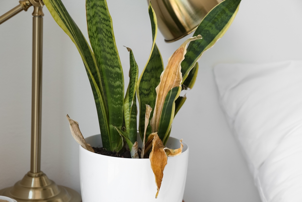 houseplants are not happy