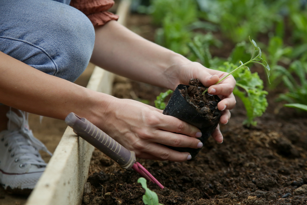 vegetable trouble