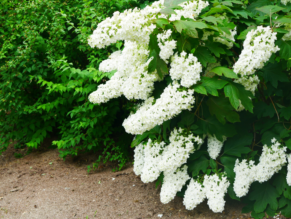 Low-Maintenance Shrub