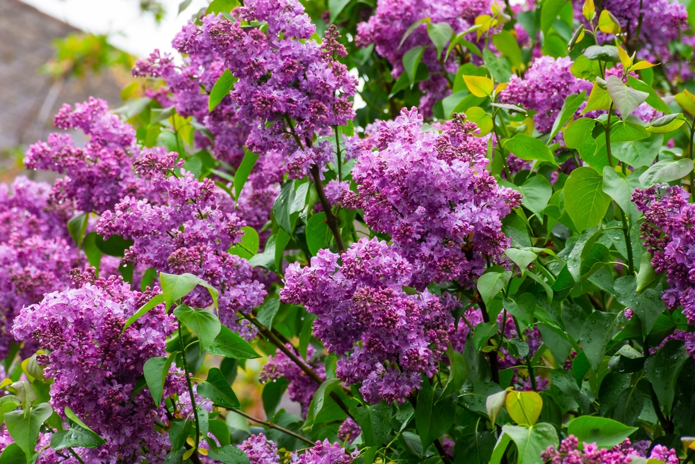 Low-Maintenance Shrub