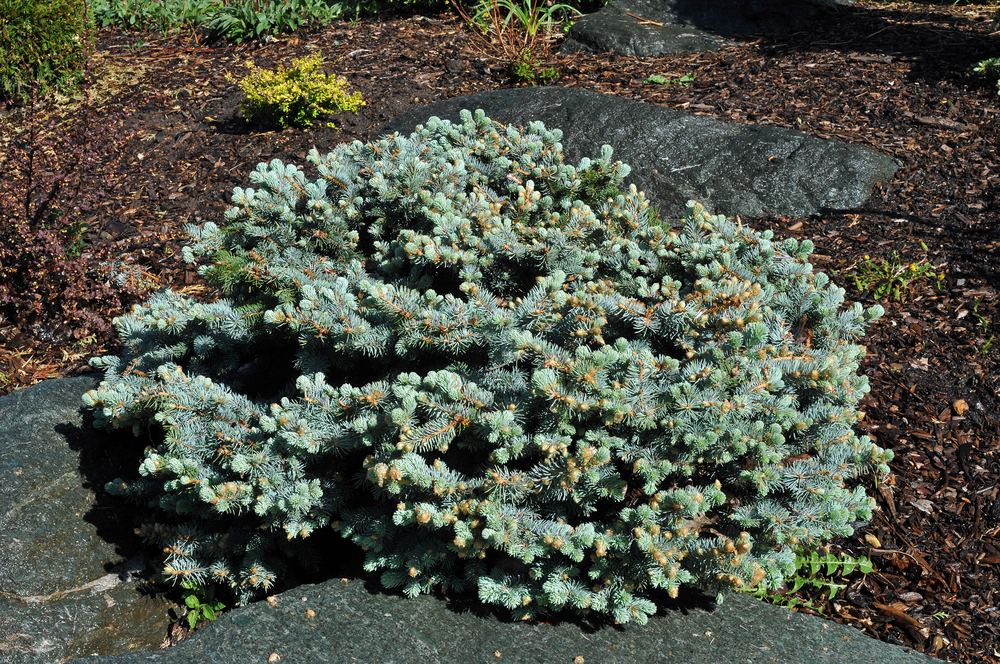 Low-Maintenance Shrub