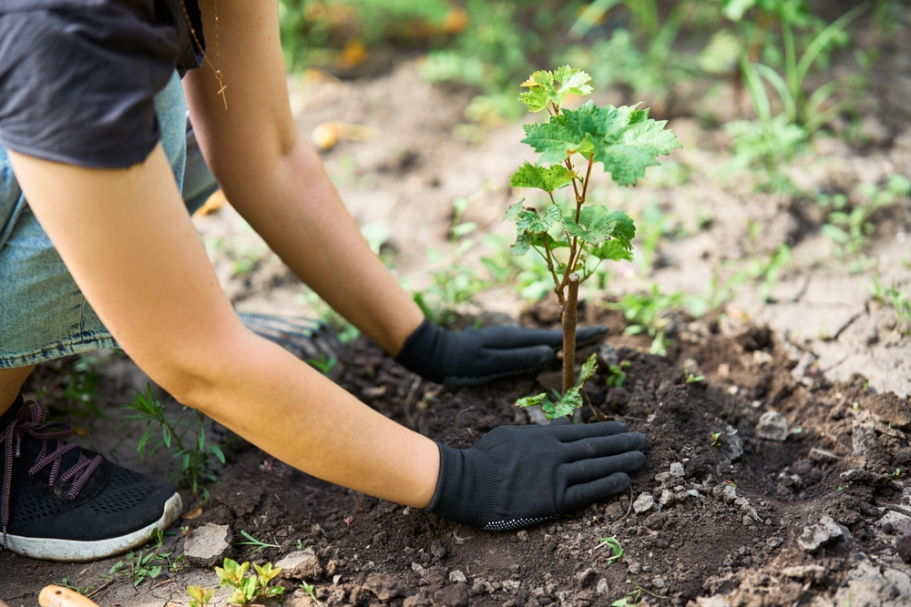 basic gardening tools