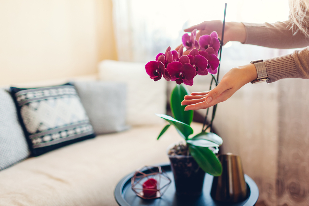 coffee table plant 