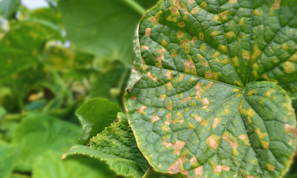 common plant diseases