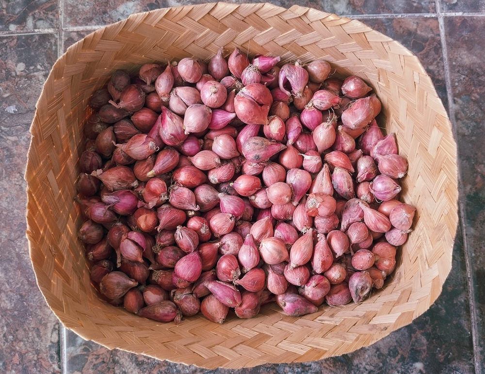 easy-to-grow root vegetables