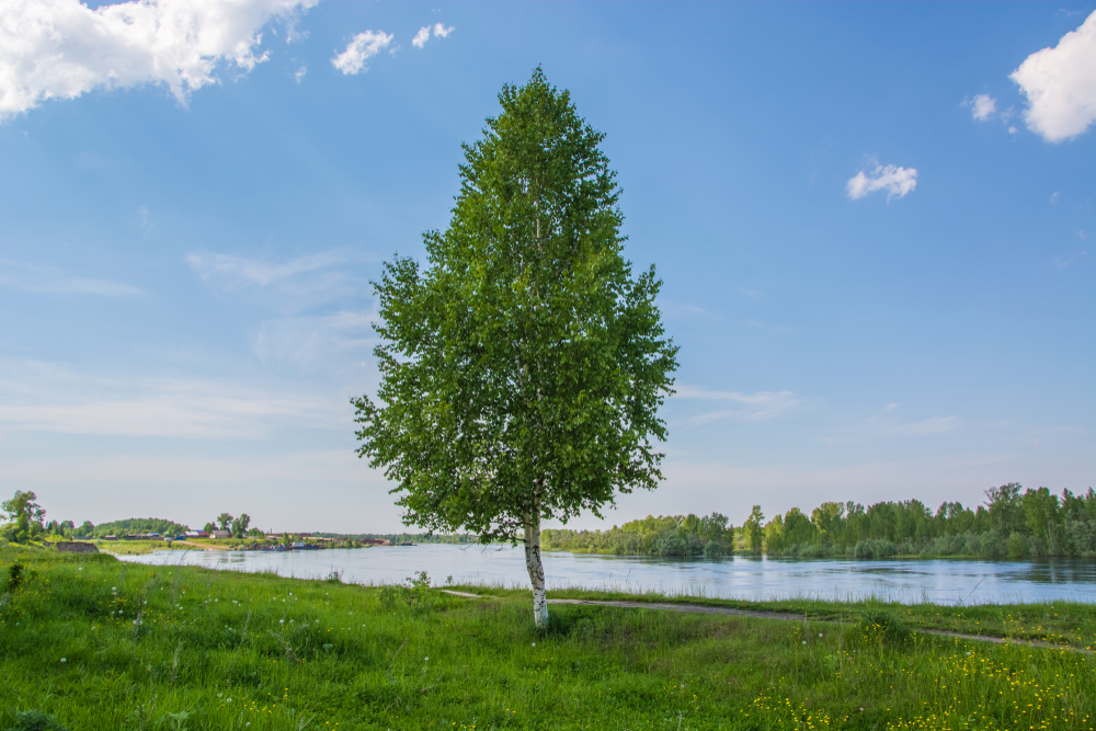 fast-growing shade trees