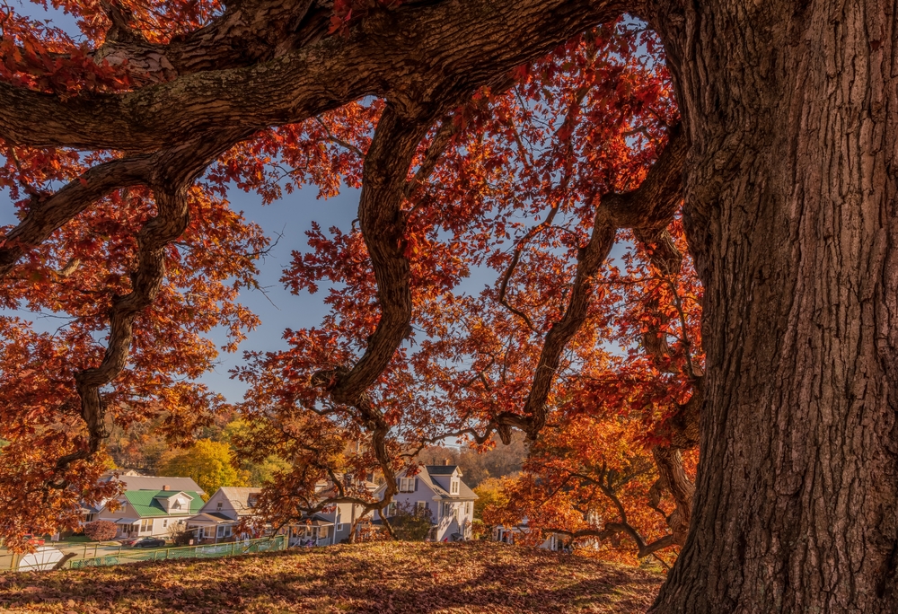 fast-growing shade trees