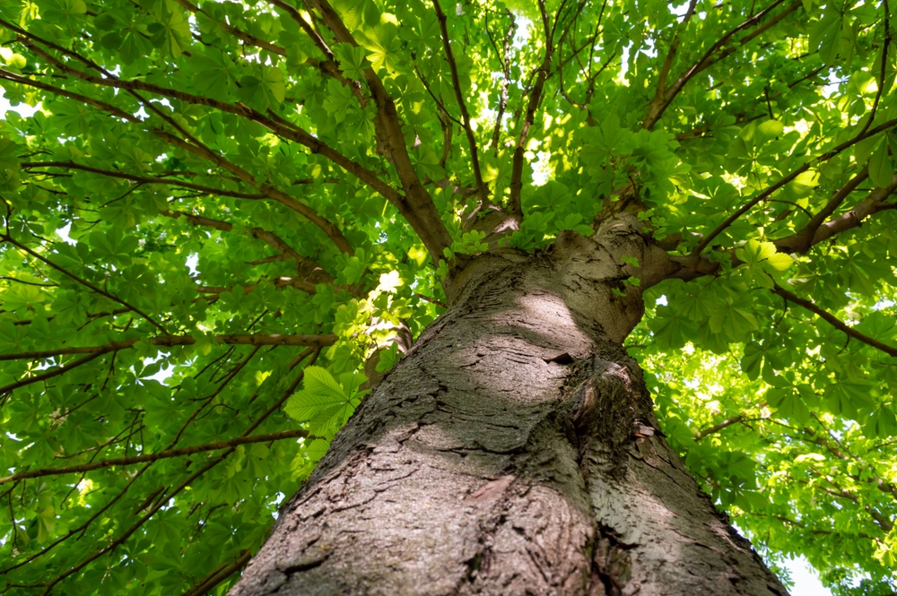 fast-growing shade trees