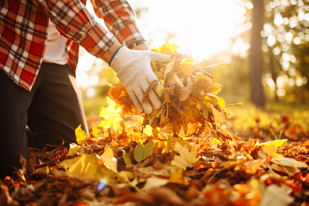 leaving leaves