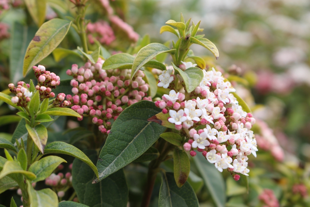 shrubs garden