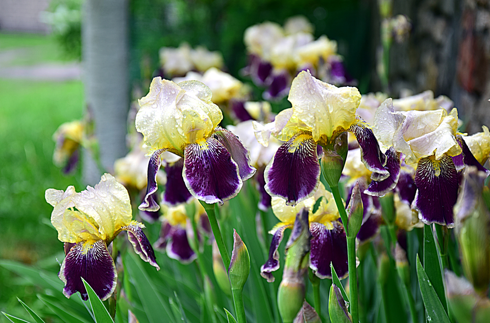 Winter-Friendly Perennial