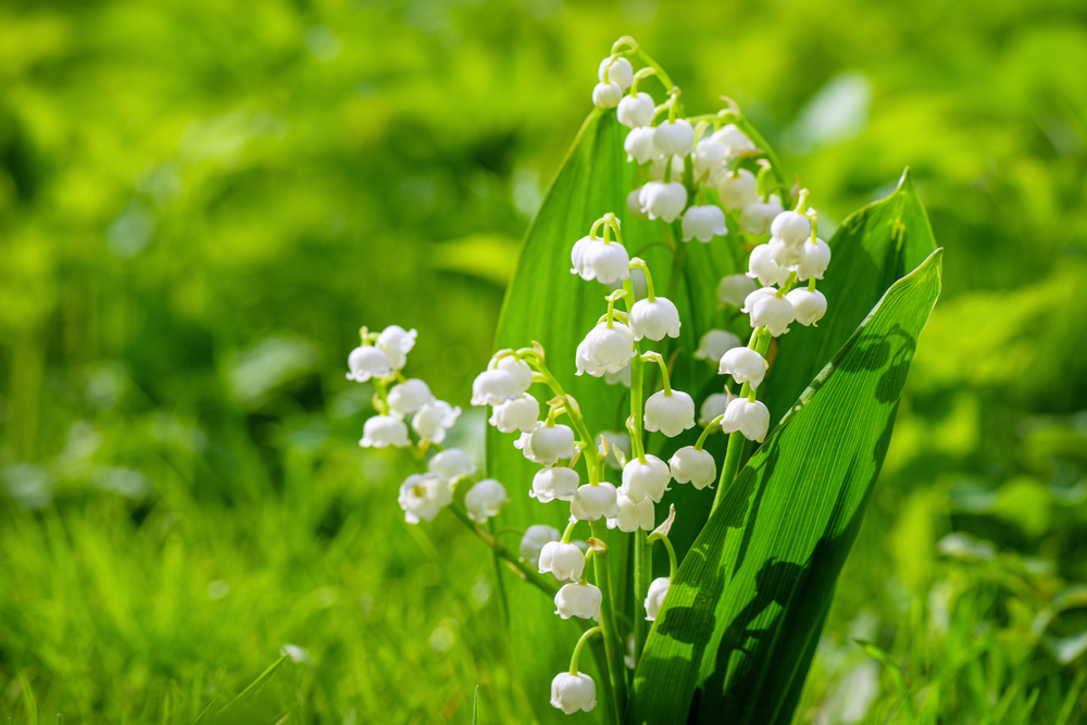 Winter-Friendly Perennial