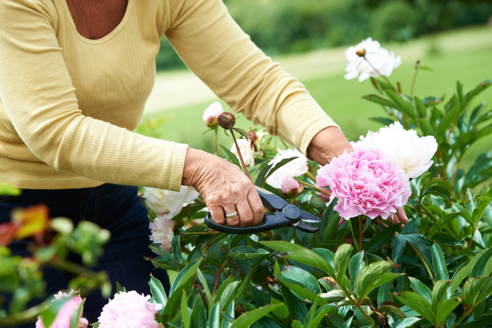 perennials garden