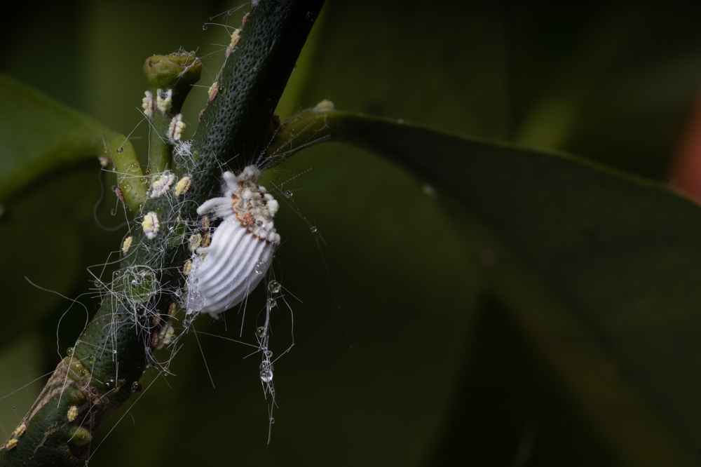 mealybugs