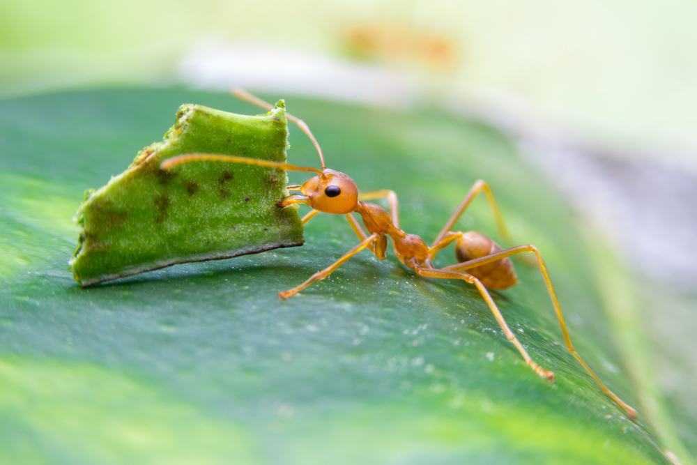 ant problems in houseplants