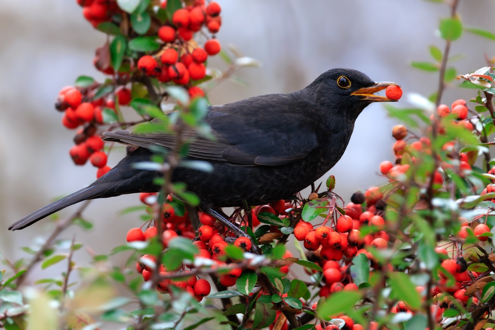 Invite birds to your yard