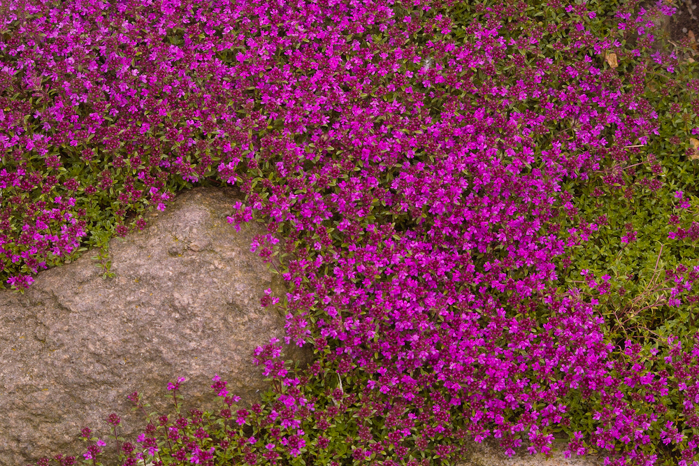 creeping thyme