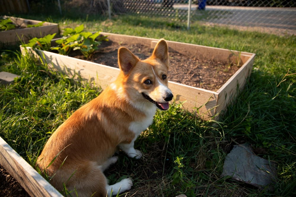 dog-friendly garden