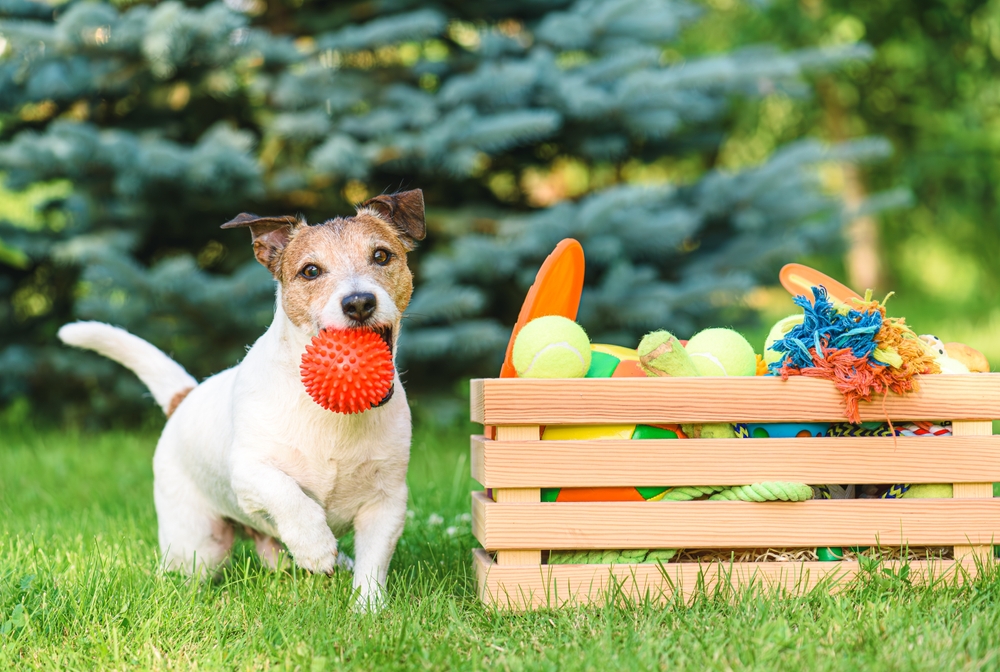 dog-friendly garden