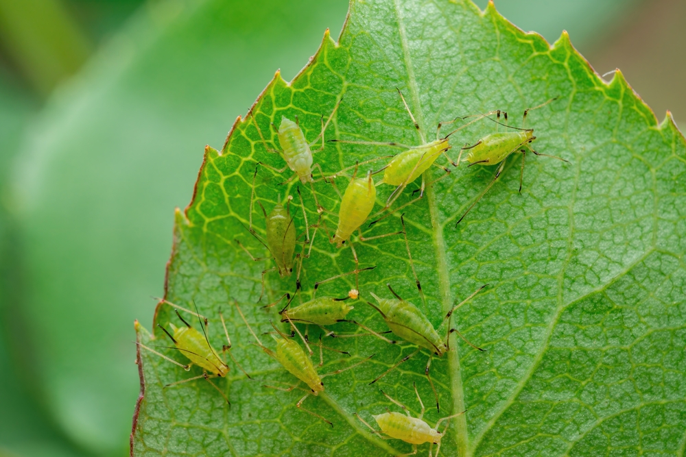 insects that will eat your beautiful flowers