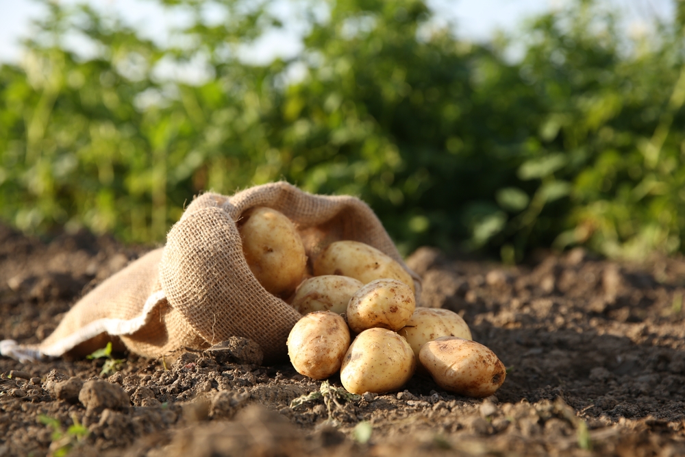 budget-friendly vegetables