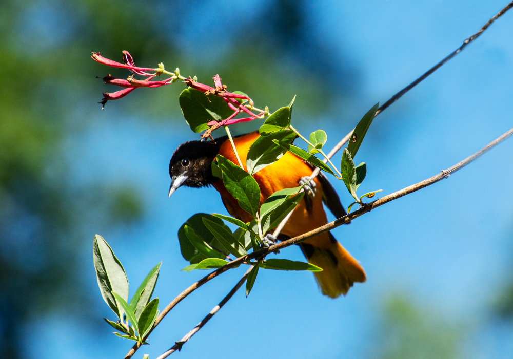 Invite birds to your yard