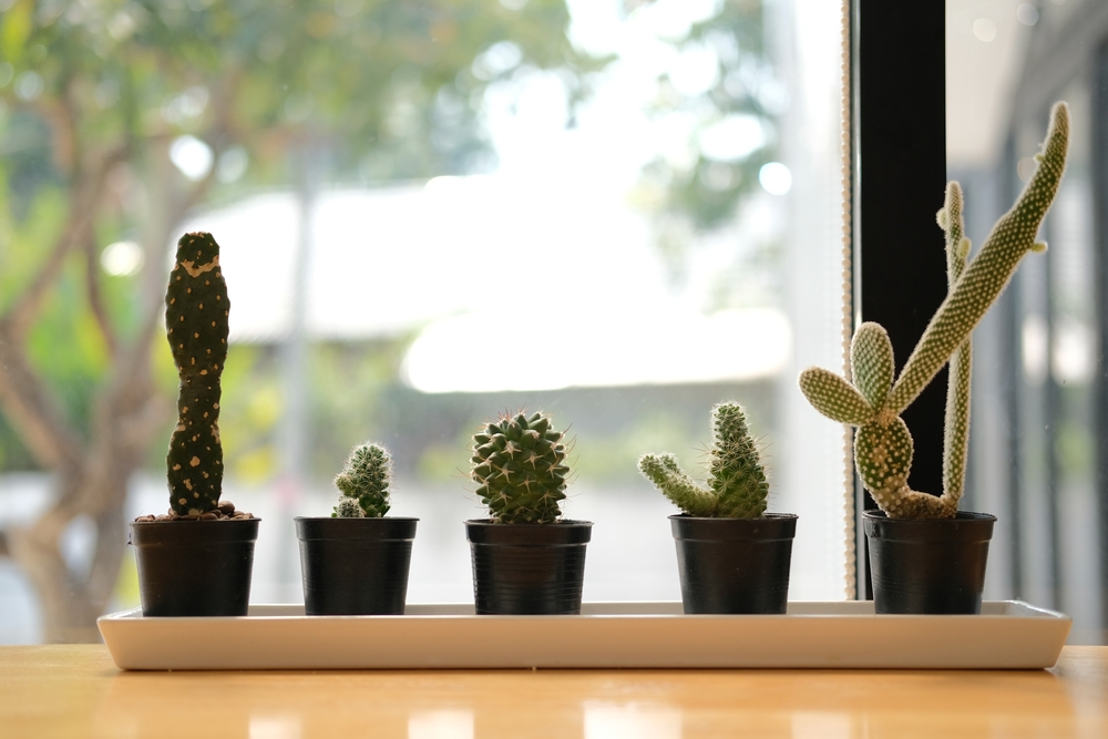 growing and caring for indoor cacti