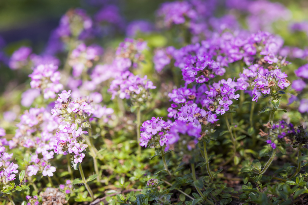 creeping thyme