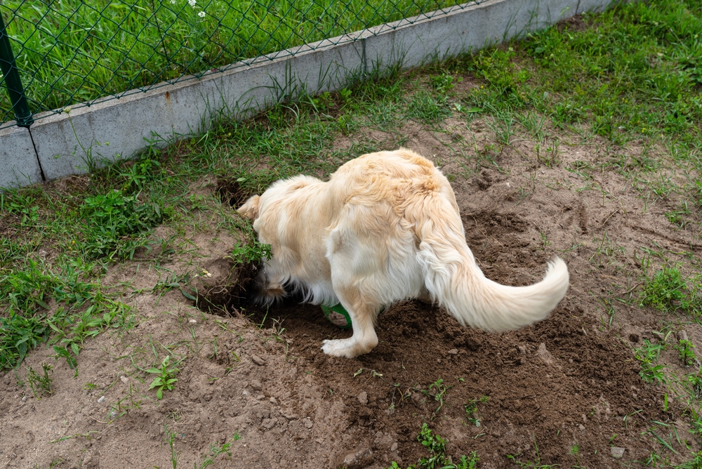 dog-friendly garden