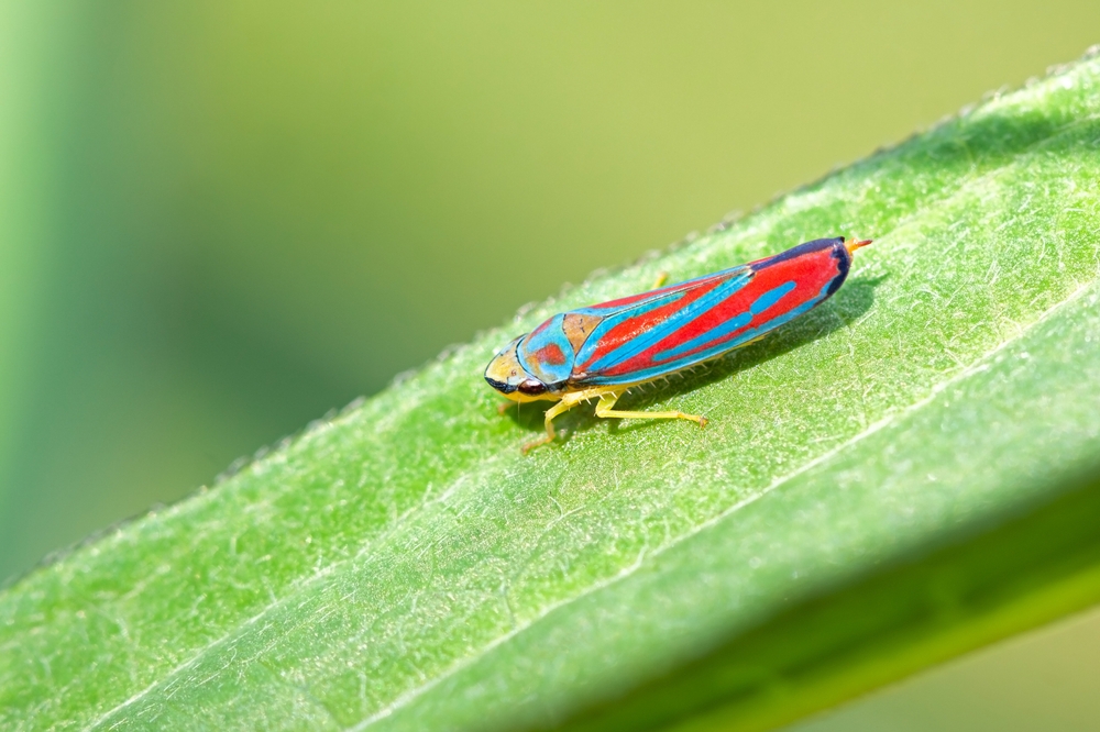 insects that will eat your beautiful flowers