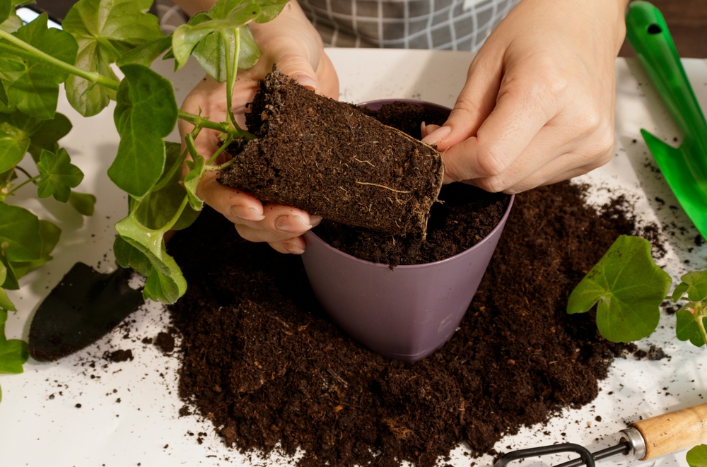 ant problems in houseplants