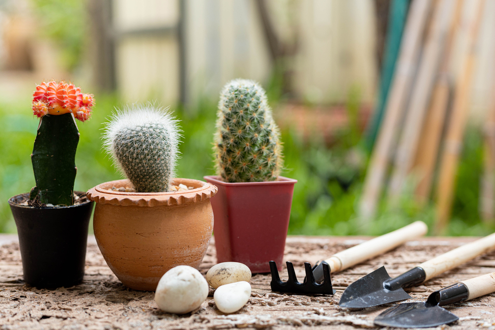 growing and caring for indoor cacti