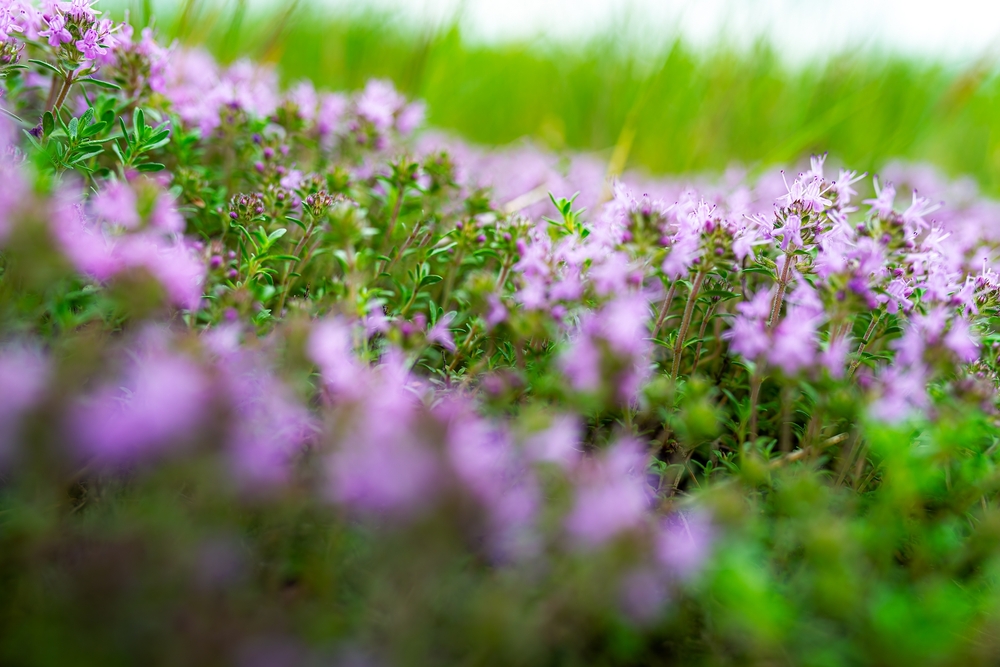 creeping thyme