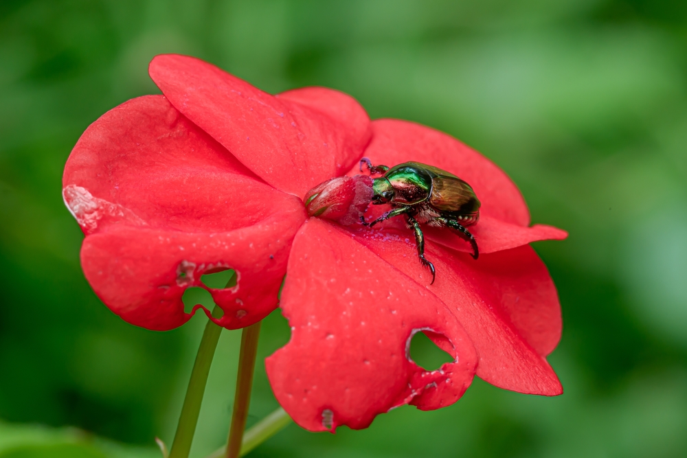 insects that will eat your beautiful flowers