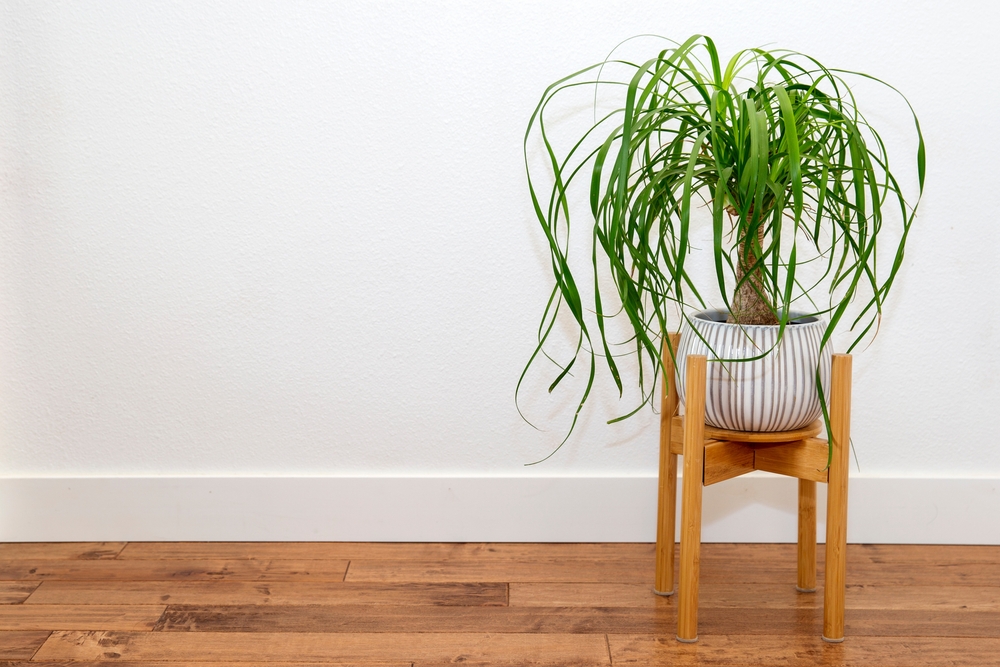 Easy-Care Indoor Plant