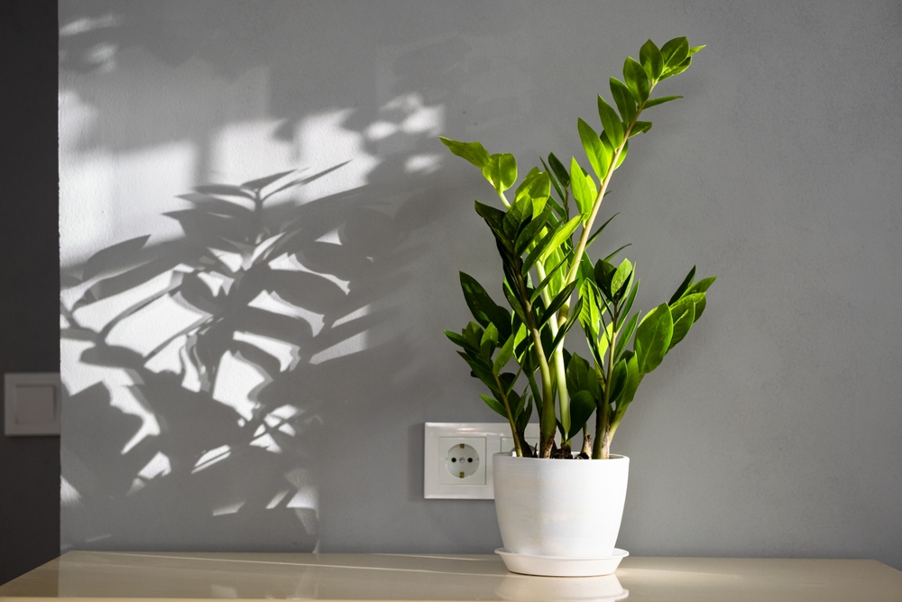 Easy-Care Indoor Plant