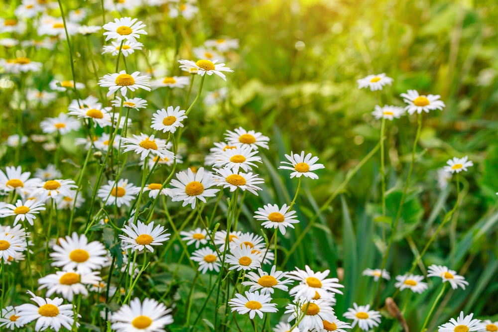 Fragrant Plant