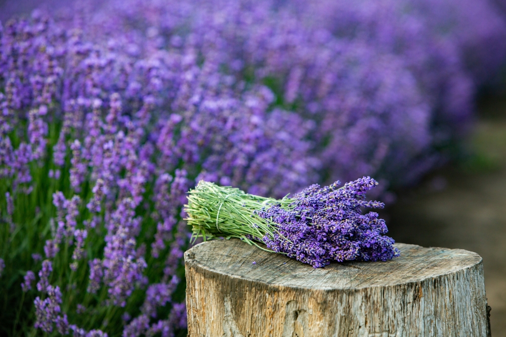 Fragrant Plant